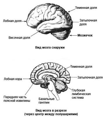 мозг